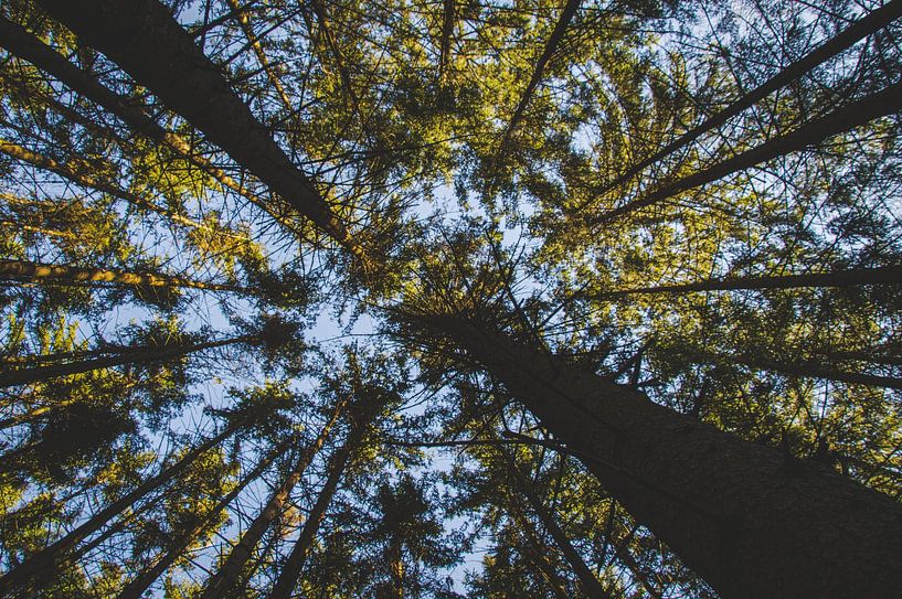 Tree tops by Johan van Esch