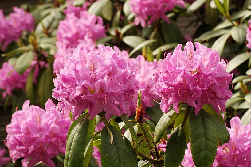 Rhododendron in pink von Anja Bagunk