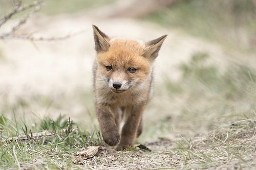 Der harte Fuchs in Bewegung