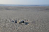 Mossel