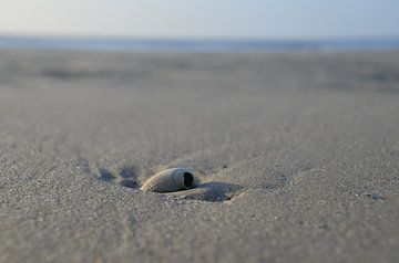 Mossel van Corinna Vollertsen