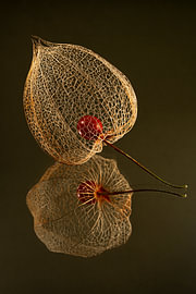 Biophilic design still life – Elegant botanical lantern in warm colours (part 1 of a triptych) by Marjolijn van den Berg
