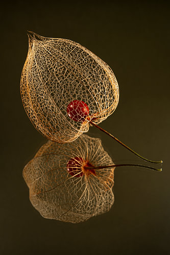 Nature morte de design biophilique - Élégante petite lanterne botanique aux couleurs chaudes (1re partie d'une série en trois volets)