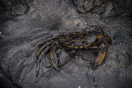 Krab in het zand op het strand, Zeeland