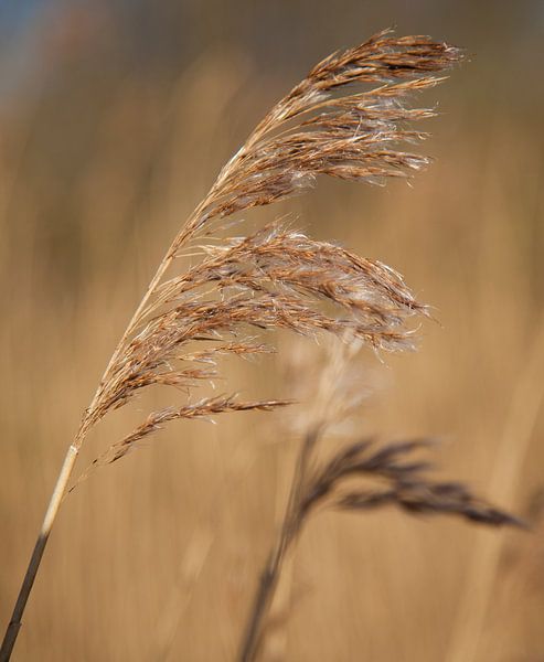 Dansende Rietpluimen by b-Arthouse Fotografie