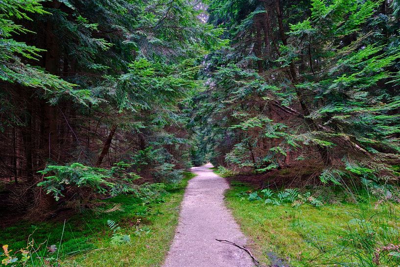 Sentier forestier dans la forêt d'épicéas par eric van der eijkj