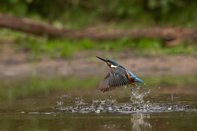 uit het water van vdzwanfotografie