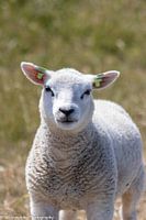 Lamb Ameland