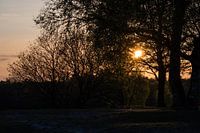 A travers les arbres encore voir le soleil