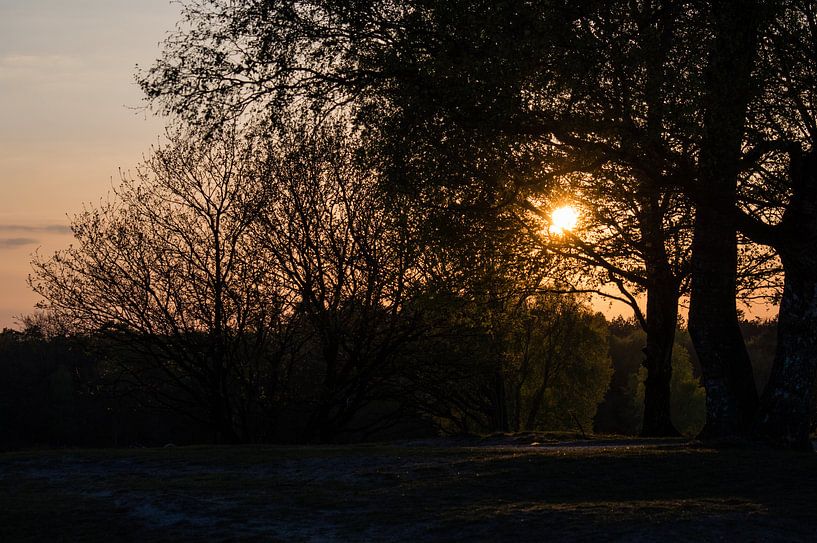 A travers les arbres encore voir le soleil par Onno van Kuik