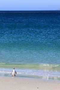Eenzame pinguïn van Antwan Janssen