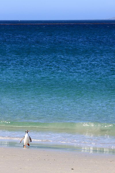 Pingouin solitaire par Antwan Janssen