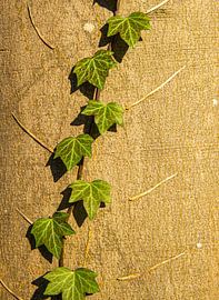 junge Hedera auf Baumstamm von Jan Fritz