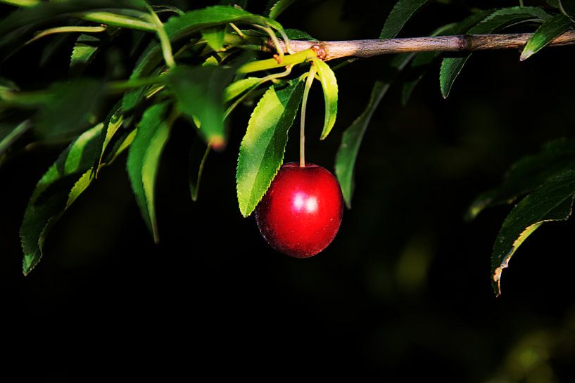 Red fruit by RK