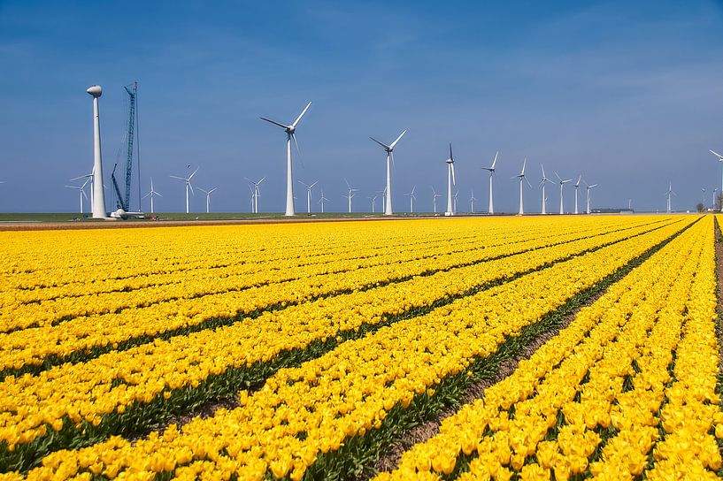 Field of yellow tulips by Ad Jekel