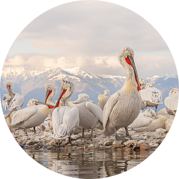 pelikanen op een rusteiland voor de bergen van noord-Macedonië van Kris Hermans