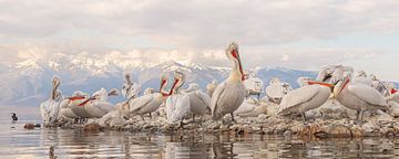 Pélicans sur une île de repos au large des montagnes du nord de la Macédoine sur Kris Hermans