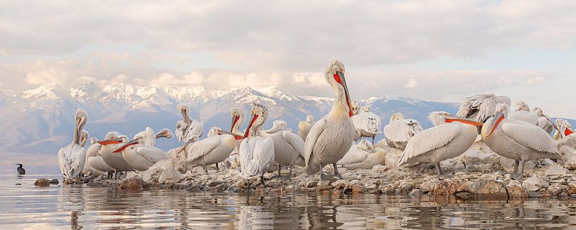 Pelikane auf einer ruhenden Insel vor den Bergen Nordmazedoniens von Kris Hermans