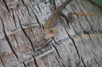 Lizard in position
