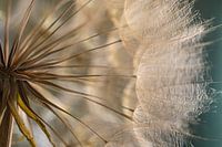 Warmes Licht wärmt den Tragopogon (Morgenstern)