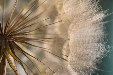 Warm licht verwarmt de Tragopogon (Morgenster) van Marjolijn van den Berg