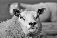 Texels Schaap 