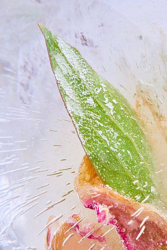 Stilleben einer Blume