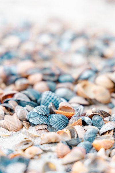 Shells on the beach by Dana Schoenmaker