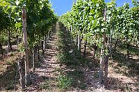 Vines