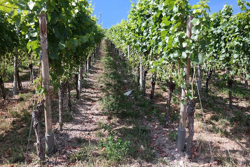 Vines by Marcel Harberink
