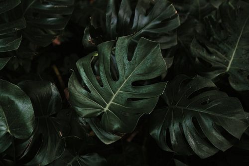 Green Monstera