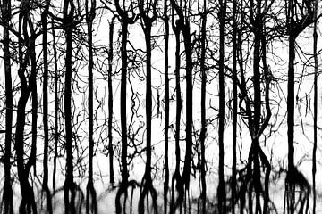 Reflections of trees in black and white by Irene Damminga