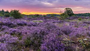 Sonnenaufgang über dem lila Heidekraut in den Bakkeveen-Dünen