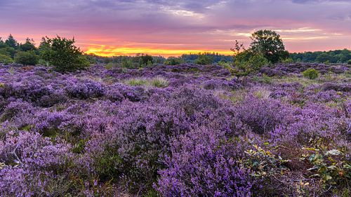 Sunrise over the purple heather in the Bakkeveen Dunes by Henk Meijer Photography