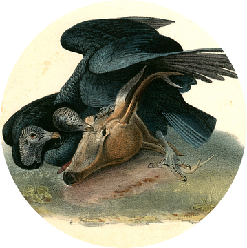 Black Vulture or Carrion Crow., Audubon, John James, 1785-1851, Zwarte Gier of Zwarte Kraai