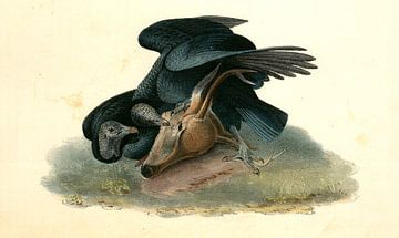 Black Vulture or Carrion Crow., Audubon, John James, 1785-1851, Zwarte Gier of Zwarte Kraai