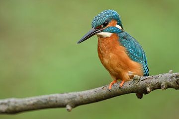 Common Kingfisher ( Alcedo atthis ), male in spring, perched on a branch, hunting, frontal side view van wunderbare Erde
