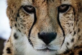 GEPARD NAHAUFNAHME von Esmee Sloten