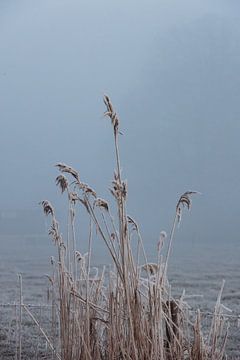 Frozen reeds. by Janny Beimers