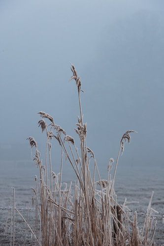 Bevroren riet in de winter met mist en rijp.