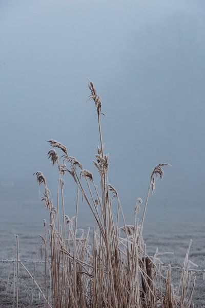 Gefrorenes Schilf. von Janny Beimers