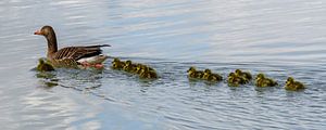 Mother Goose