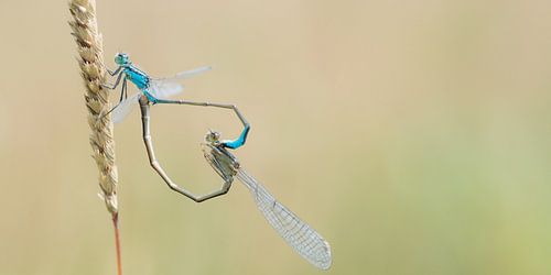 Waterjuffers in love