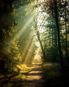 Der Wanderer zwischen den Sonnenstrahlen | Utrechtse Heuvelrug