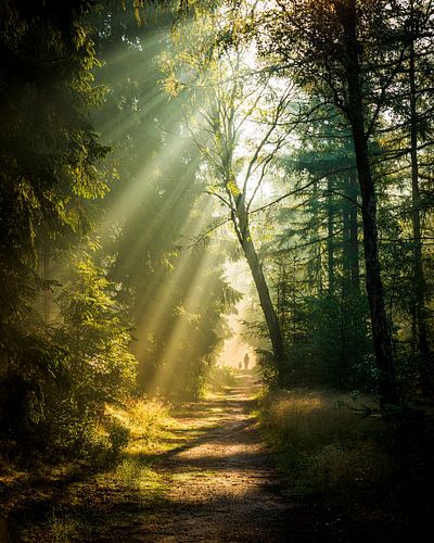 De wandelaar tussen de zonnestralen | Utrechtse Heuvelrug