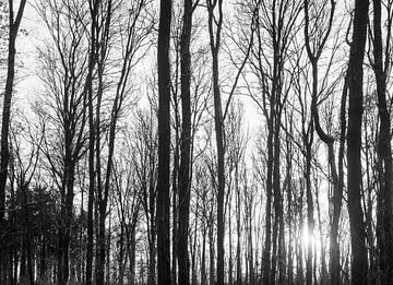 winterbos met ondergaande zon in zwartwit van Jan Fritz
