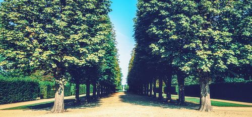Het Pillnitz Paleis Park in de Vanishing Point Tree Alley