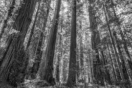 Spirit Among The Giants - The Founders Grove by Joseph S Giacalone Photography
