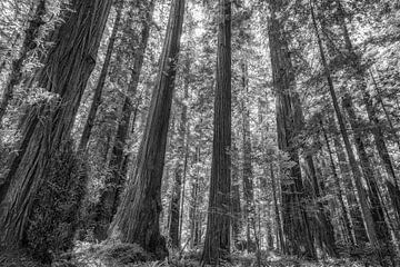 Spirit Among The Giants - The Founders Grove