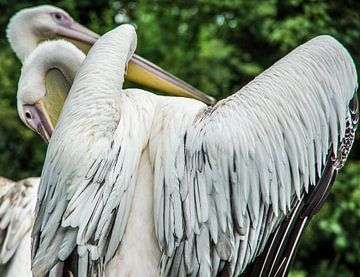 Danse de l'oiseau sur Annelies Martinot